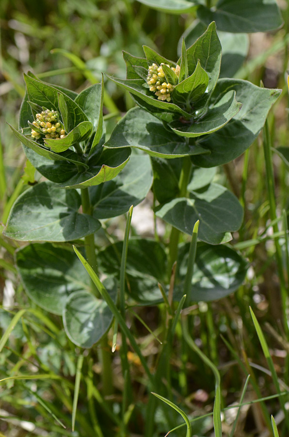 In bocciolo da id. - Vincetoxicum hirundinaria